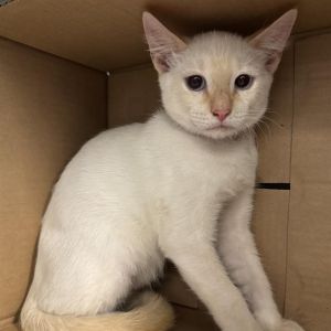 MAIZY Domestic Short Hair Cat