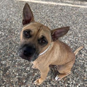 WALLACE Staffordshire Bull Terrier Dog