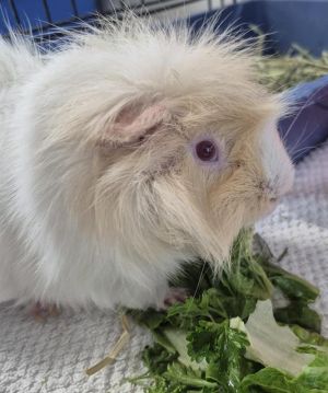 LORENZO, Adult Male Guinea Pig