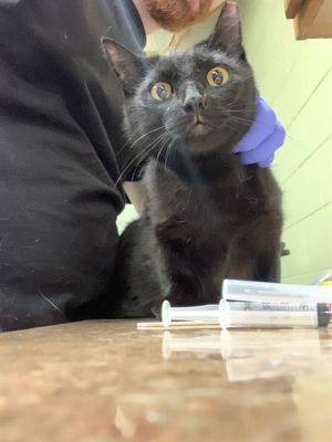 INKY, Young Female Domestic Short Hair