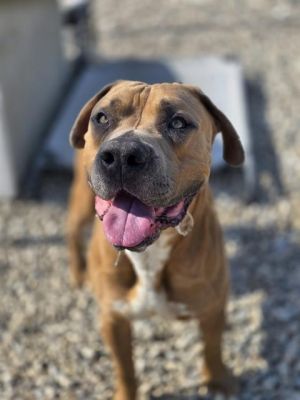 MR. BEAN SOUP, Adult Male Mastiff