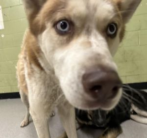 KODIAK, Adult Male Siberian Husky
