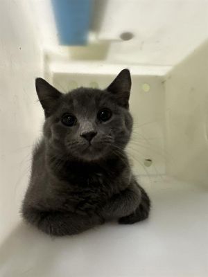 CRAZY 8, Baby Male Russian Blue