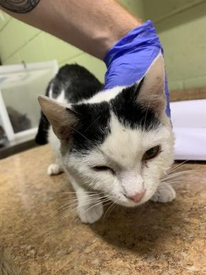 SWEET-PEA, Young Female Domestic Short Hair