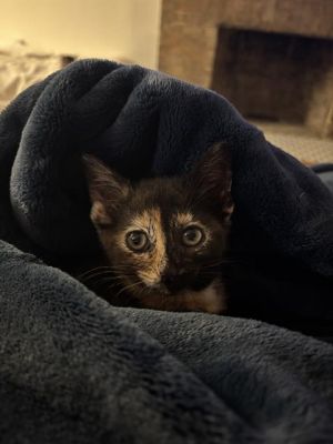 OLIVE, Baby Female Domestic Short Hair