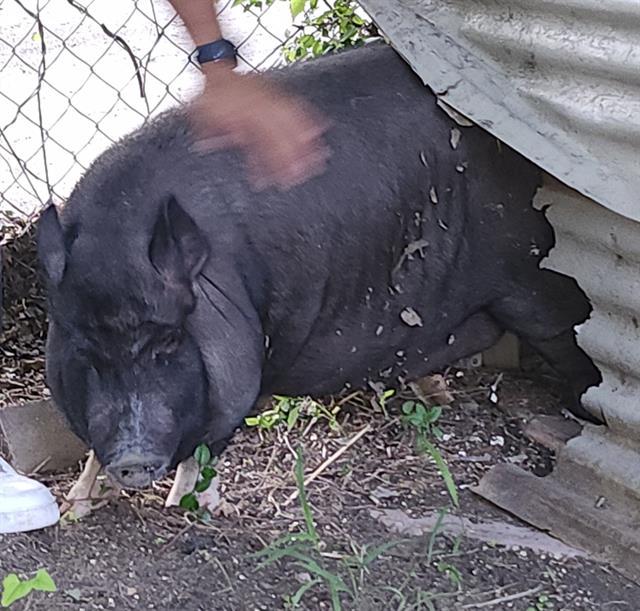 PIGGY