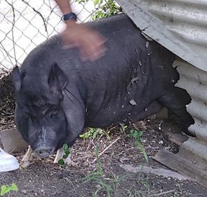 PIGGY, Adult Female unknown