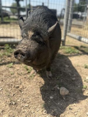 TRUFFLE, Adult Female unknown