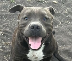 MEECH, Young Male American Staffordshire Terrier