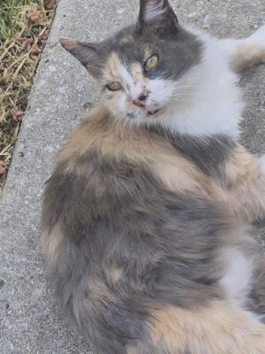 OLIVE, Adult Female unknown