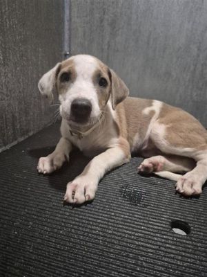 DAKOTA, Baby Female Dachshund