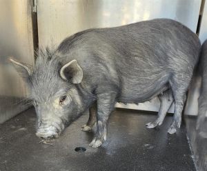 TRISCUIT, Adult Female unknown