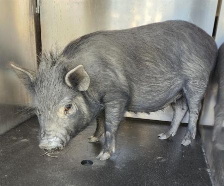 TRISCUIT, Adult Female Pig
