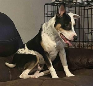 ROCKET, Young Male Australian Cattle Dog / Blue Heeler
