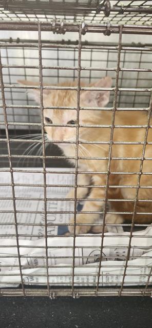 STEVE, Baby Male Domestic Short Hair