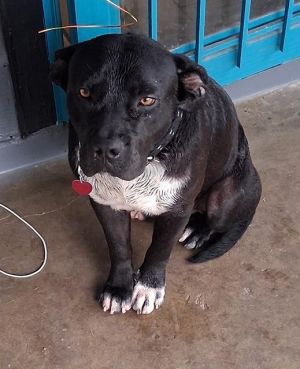 ASTRO, Adult Male American Staffordshire Terrier