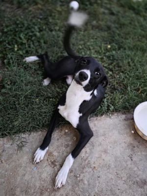 FLASH, Young Male Chihuahua