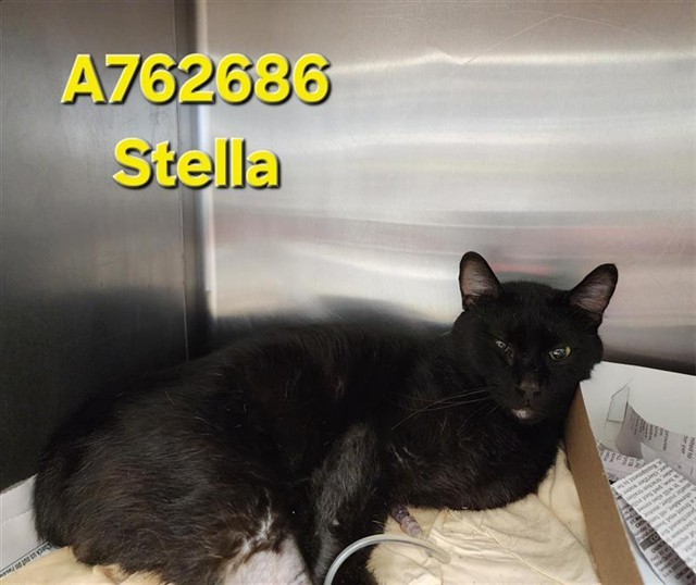 STELLA