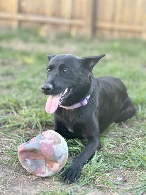 BROWNIE, Young Female unknown
