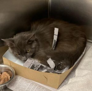 JALAPENO, Young Female Domestic Medium Hair