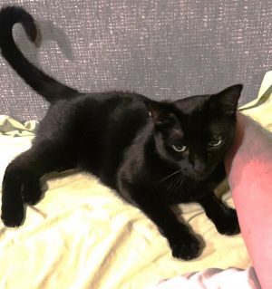 ARYA, Adult Female Bombay