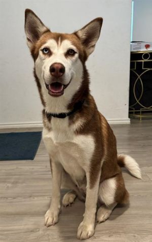 AYLA, Adult Female Siberian Husky