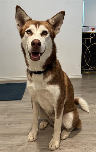 AYLA
