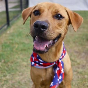 COOPER, Young Male Labrador Retriever