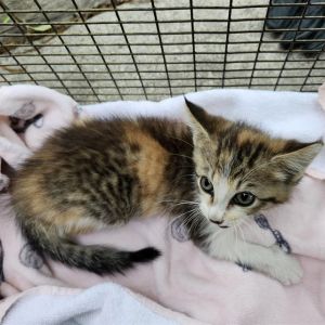 CALI, Baby Female Domestic Short Hair