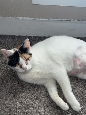MEISHOO, Young Female Domestic Short Hair