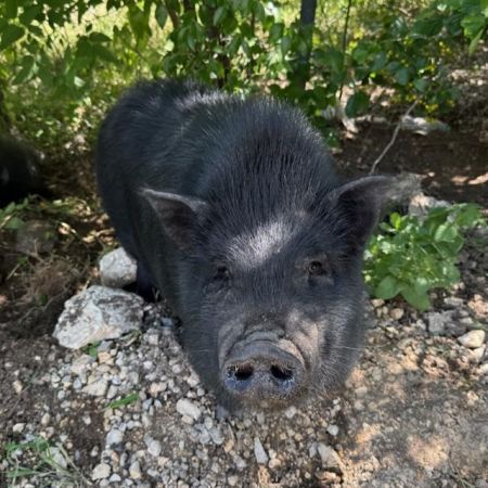 CINNAMON ROLL, Adult Female Pig
