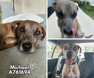 MICHAEL, Adult Male Hound