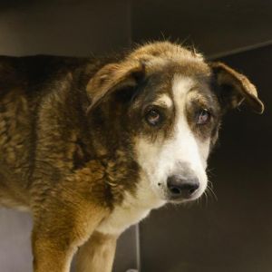 LUNA, Adult Female Husky