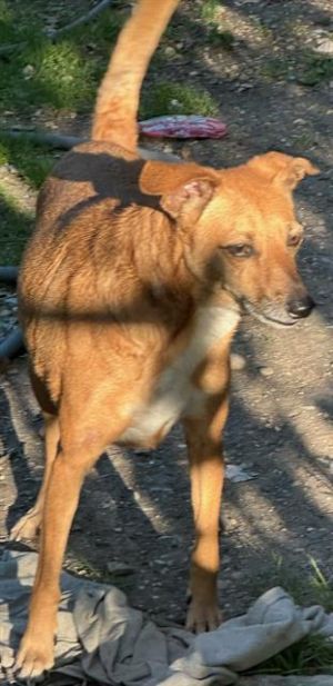 ROCKY, Adult Male unknown