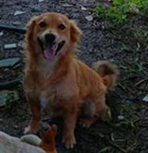 PELUCHEN, Adult Male Chihuahua