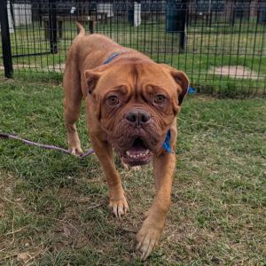 PRINCESS, Adult Female Mastiff
