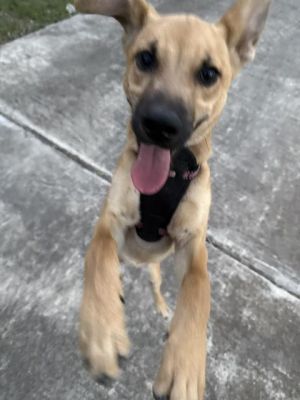 MARY, Young Female Black Mouth Cur