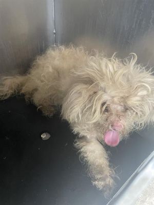 SUGAR, Adult Female Poodle