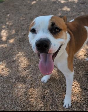 BUBBA, Adult Male American Staffordshire Terrier