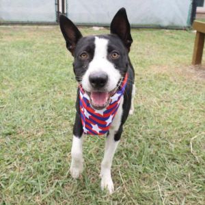 JARED, Young Male Bull Terrier