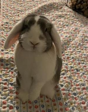 STORMI, Young Female Bunny Rabbit