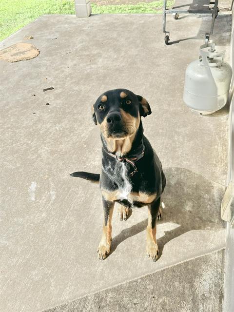ZULA