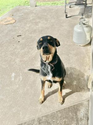 ZULA, Young Female Doberman Pinscher