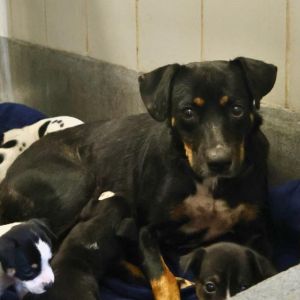 NAOMI, Adult Female Rottweiler