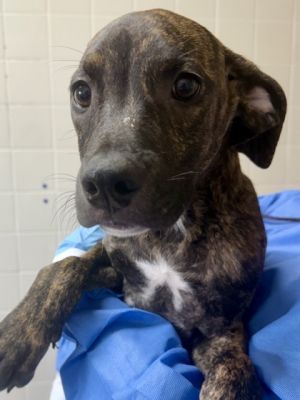 FRED, Baby Male American Staffordshire Terrier