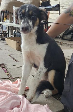 SKIP, Young Female unknown