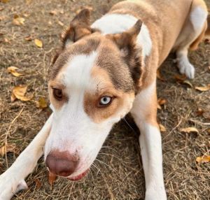 TOEBY, Adult Male Husky