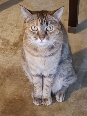 BISCUIT, Senior Female unknown