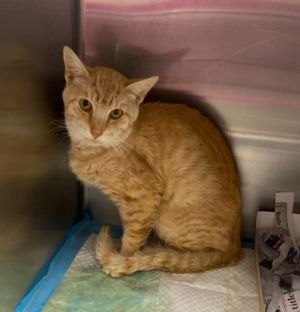 A762738, Adult Male unknown