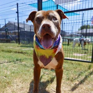 NATAS, Senior Male unknown
